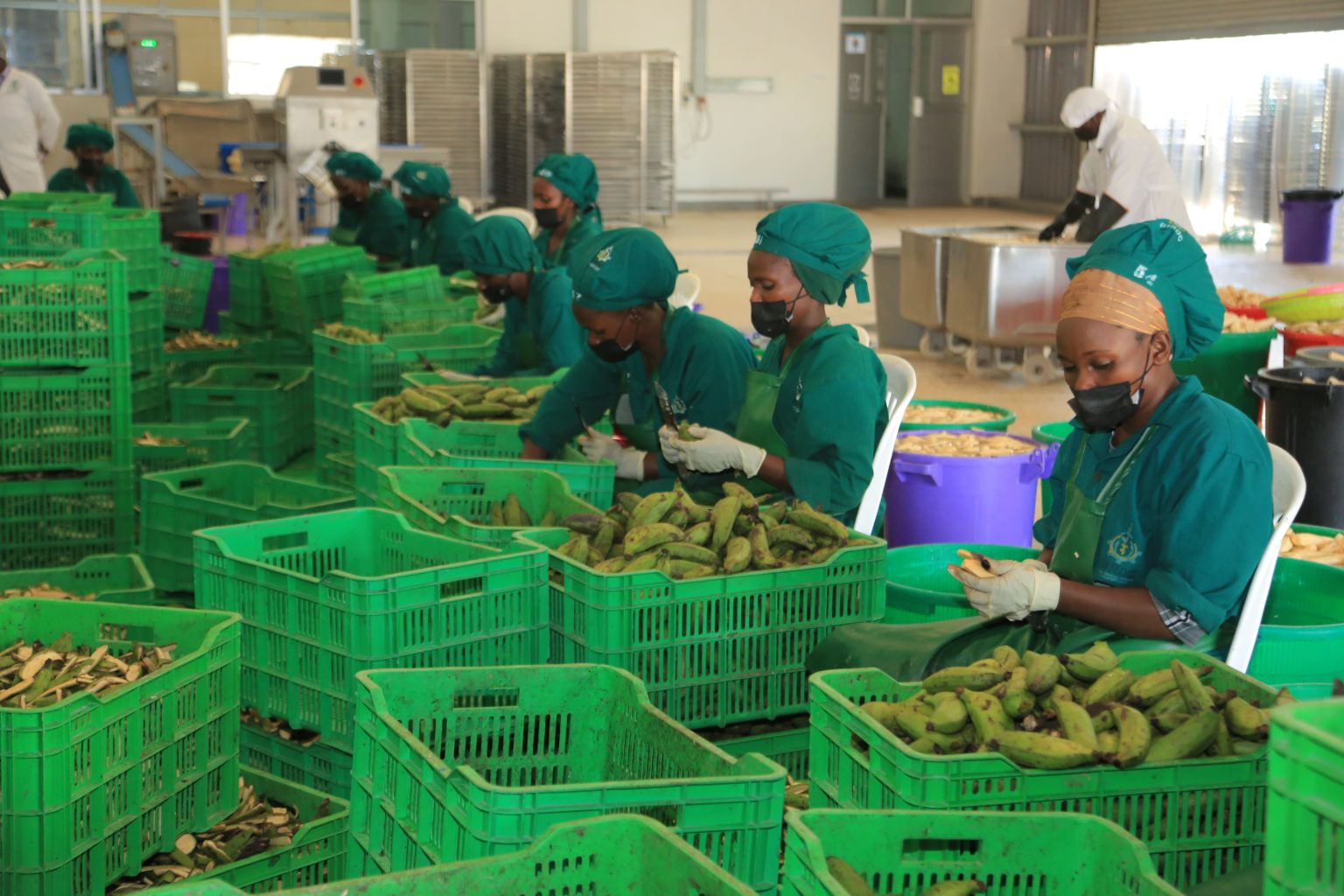 Unlocking Banana Industry Potential