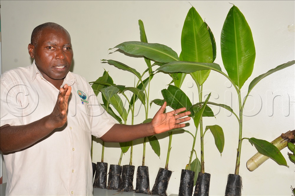 Dr Alex Barekye, the Program Leader National Banana Research Program explains about new variety of banana plants at National Agriculture Research Organisation