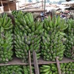Scientists team up with government for banana project