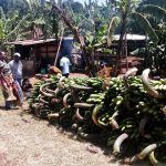 Banana project helps farmers in Tanzania and Uganda reap 64% increase in yields