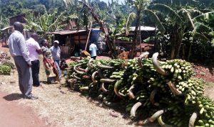 Banana project helps farmers in Tanzania and Uganda reap 64% increase in yields